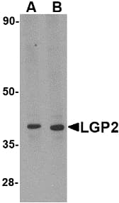 DHX58 / LGP2 Antibody