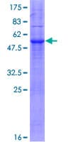 Human MARCH3 Protein (Recombinant GST)