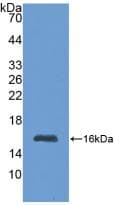 Metallothionein 1 Antibody (aa1-61)