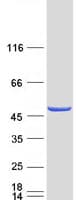 Human LACC1 Protein (Recombinant Myc-DDK (Flag))