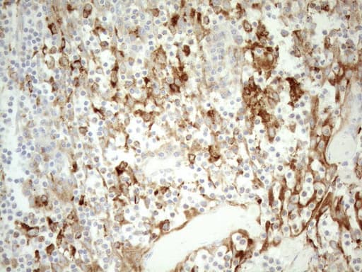 GRN / Granulin Antibody (aa327-593, clone OTI3H6, Carrier-free)