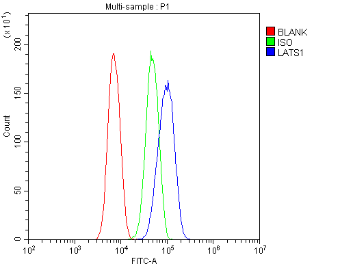 LATS1 Antibody