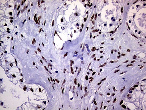 RING1 Antibody (aa88-362, clone OTI3G7)