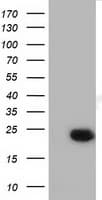 LIN7B Antibody (clone OTI1G2)