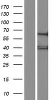Human GTPBP3 Protein (Over-Expression Lysate Myc-DDK (Flag))