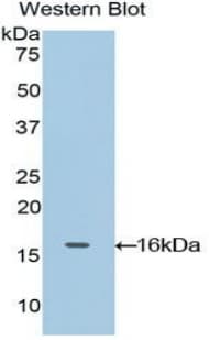 OCM / Oncomodulin Antibody (aa1-109)