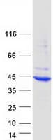 Human HYKK / AGPHD1 Protein (Recombinant Myc-DDK (Flag))