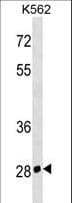 CD7 Antibody (aa34-61)