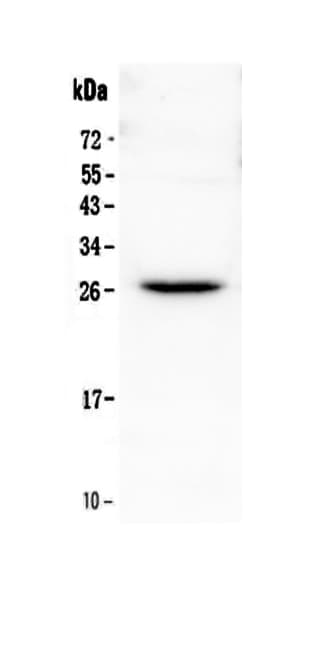 FLT3LG / Flt3 Ligand Antibody