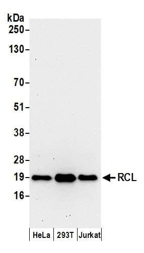 C6orf108 Antibody (aa124-174)