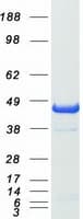 Human PAWR / PAR4 Protein (Recombinant Myc-DDK (Flag))