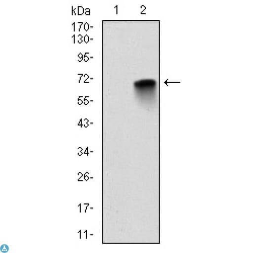 CD71 / Transferrin Receptor Antibody