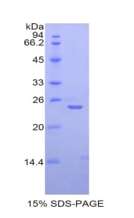 Rabbit BMP4 Protein (Recombinant His)