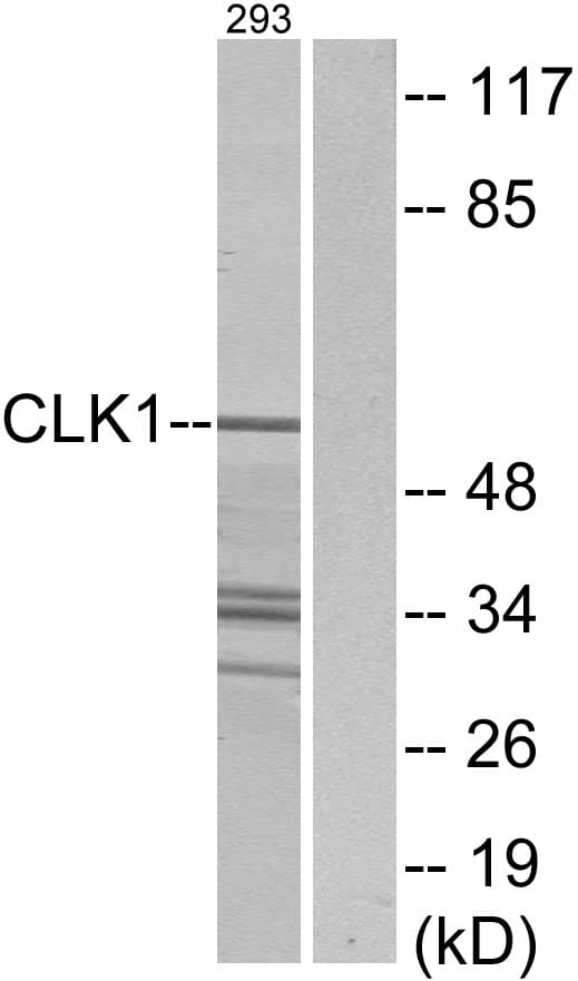 CLK1 / CLK Antibody (aa101-150)