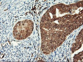 PSMA4 Antibody (clone OTI5D8)