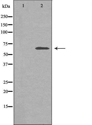 Polyclonal Rabbit anti-Human SLC30A9 / ZNT9 Antibody (IF, WB)