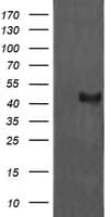 MAP2K1 / MKK1 / MEK1 Antibody (clone OTI2A1, Carrier-free)