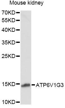 ATP6V1G3 Antibody