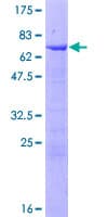 Human RNF113B Protein (Recombinant GST)