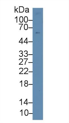 ICAM3 / CD50 Antibody (aa46-197)
