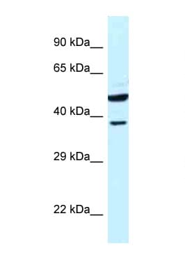 HOMER3 / Homer 3 Antibody (aa82-131)