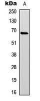 PXN / Paxillin Antibody (N-Terminus)