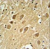 Polyclonal Rabbit anti-Human SCRN1 / Secernin 1 Antibody (aa10-37, IHC, WB)