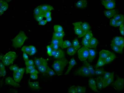 DAZAP2 Antibody