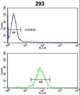 Polyclonal Rabbit anti-Human GNPAT / DHAP-AT Antibody (aa654-680, IHC, WB)