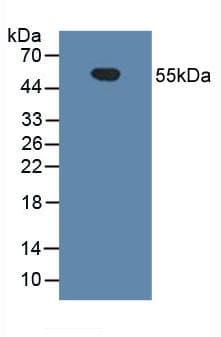 CD14 Antibody (aa125-288)