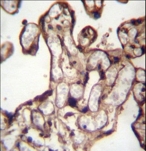 MORN3 Antibody (aa128-157)