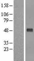 PELI1 / Pellino 1 Protein (Over-Expression Lysate Myc-DDK (Flag))