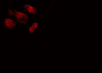 PLK3 Antibody