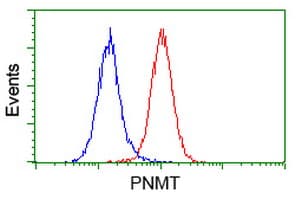 PNMT Antibody (clone OTI4F1)
