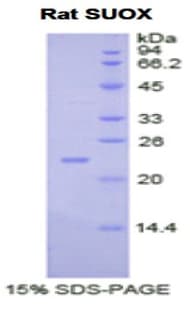 Rat SUOX / Sulfite Oxidase Protein (Recombinant His)