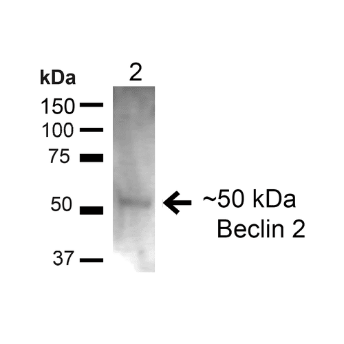 BECN2 Antibody (Atto 594)