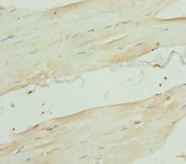 RBFOX1 / A2BP1 Antibody