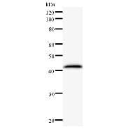 Monoclonal Mouse anti-Human EXOSC9 / p5 Antibody (clone 2337C3a, WB)