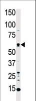 STK4 Antibody (aa385-415)