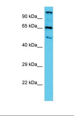 TTLL10 Antibody (aa94-143)
