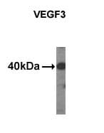 VEGFC Antibody (clone 30AT1174.77)