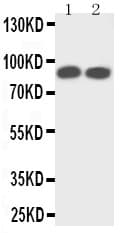 Polyclonal Rabbit anti-Mouse NTRK1 / TrkA Antibody (aa71-90, WB)
