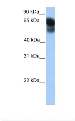 ATG16L1 / ATG16L Antibody (aa254-303)