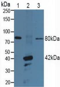 P2RX7 / P2X7 Antibody (aa47-334, APC)