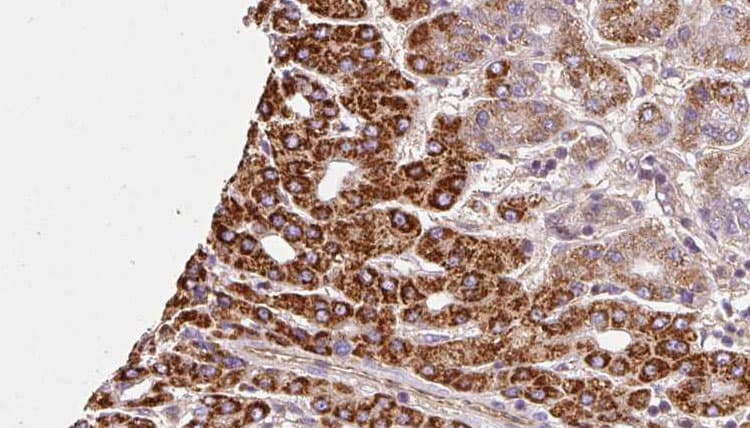 Polyclonal Rabbit anti-Human GALR3 / Galanin Receptor 3 Antibody (IHC, WB)
