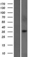 WDR5B Protein (Over-Expression Lysate Myc-DDK (Flag))
