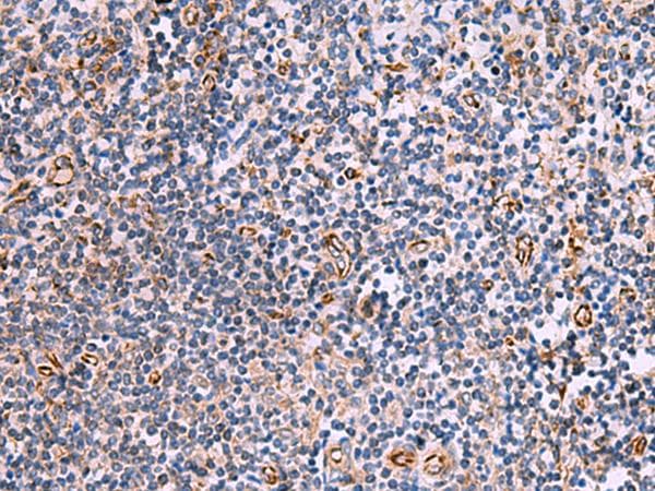 ITGA11 / Integrin Alpha 11 Antibody