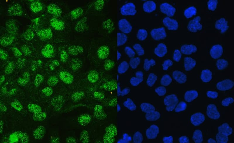 COPS5 / JAB1 Antibody (aa8-334)