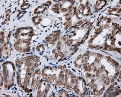 FAHD2A Antibody (clone OTI9B5, Carrier-free)