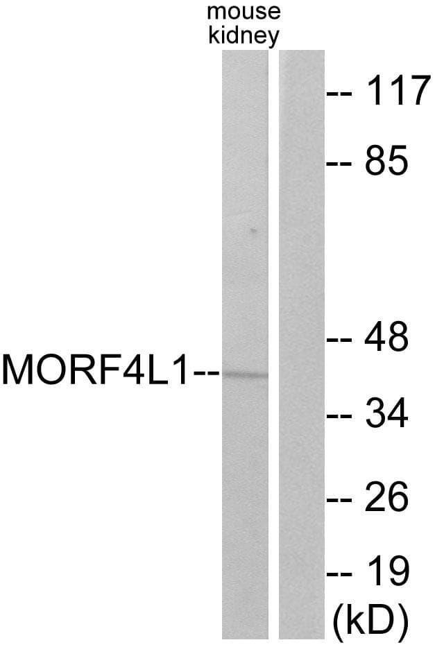 Polyclonal Rabbit anti-Human MORF4L1 / MRG15 Antibody (IF, WB)